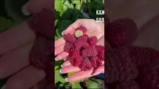 Ремонтантная малина ВАСЕНА #садыроссии #садыроссии #сад #дача #малина #ремонтантнаямалина