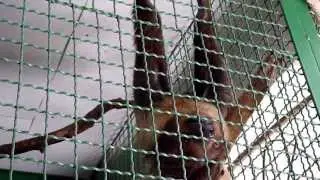 Sloth didactylous Ленивец двупалый