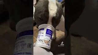 Любитель вкусняшки