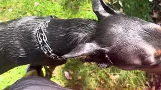 Cooling down your dog