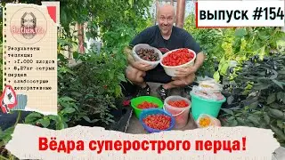 154 Вёдра суперострых перцев! 15.09.2024