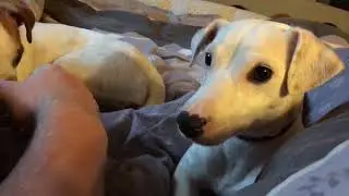 Mirza - DOG CHIEN Jack Russell 🐶 - qui parle 🎼 Ou Chante ???