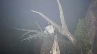 Suara kuntilanak paling seram....