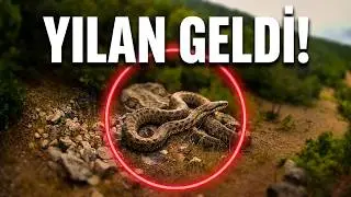 İLK KEZ BİR YILAN YABAN HAYATI CANLI YAYIN KAMERALARIMIZLA GÖRÜNTÜLENDİ.. 🐍