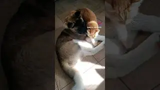 американская акита и кот #akitapuppy #американскаяакита #americanakita #akita #kitten #dog#cat#cats