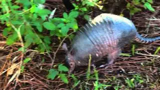 Armadillo on Honey moon Island Florida