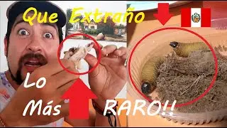 PERU : LAS 6 COSAS MAS RARAS PARA LOS EXTRANJEROS