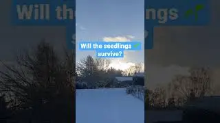 Day 10 of the local big freeze, will the seedlings survive?! 