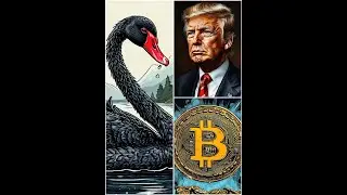 Трамп. Биткоин. Чёрный лебедь.