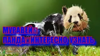 Муравей-панда/интересно узнать
