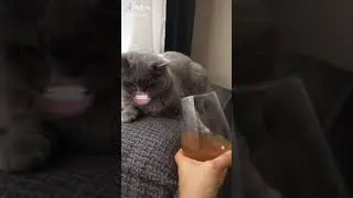 Кот говорящий рот. Не не я пить не буду.