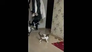 싸움의고수 고양이 VS 고양이 VS 강아지