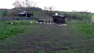 Old English Foxhound Pups 3