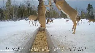 Brownville Food Pantry For Deer ~ Dominant Doe ~ 2.15.18