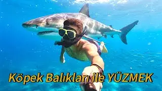 Journey to the World's Best Dive Spot - Raja AMPAT - PAPUA