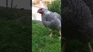TOVUGA NECHCHI YOSH BERASLA 