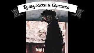 Французский бульдог Варя: Мясо, обманутые надежды! + Варя и пылесос!