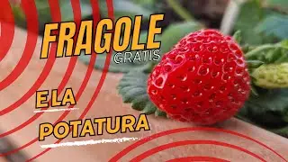 Fragole Gratis e la loro potatura