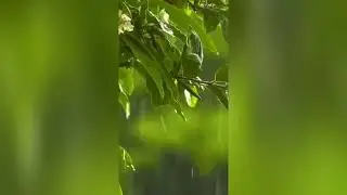 Rain the Nature Best  Relaxing Sounds