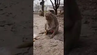 Monkey Laughing Funny   video - Animal 😂