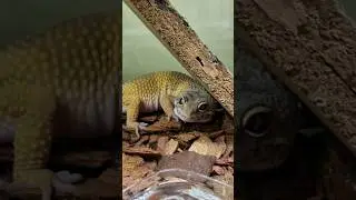 самый популярный геккон!!!! 