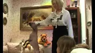XOLO (КСОЛО)из Минска