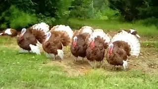 TURKEYS gobbling at car horn in Tennessee🇺🇸
