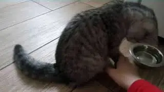 Кошка Бусинка даёт 5!!!
