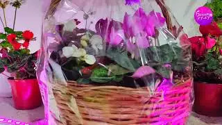 Келиңиз, дүйнөнү чогуу жашылданталы. Жашыл ааламды куралы. Бакыт гүлүн өстүрүңүз.