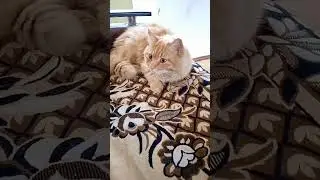 Марсик крутит головой💫