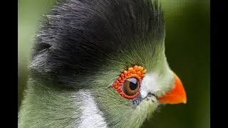 Все виды попугаев мира ! Попугаи в дикой природе 🦜
