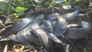 Amazing Videos! 2023 Top3- Amazing Fisherman Search & Catch Fish In Dry Season A Lot Of Fish In Mud