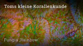 Fungia 'Rainbow' - a simple stony coral for the saltwater aquarium
