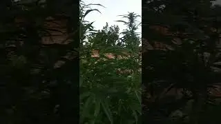 My outdoor grow is coming along good