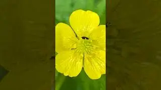 🔎 Finding Focus 📷 Macro Photography 📷 