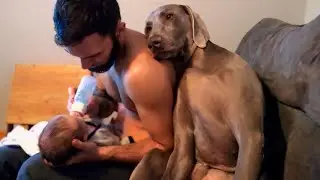 These dogs that prove they are more than just pets, they're family
