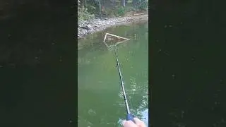 Whopper Plopper Fishing Lake Lanier Late August