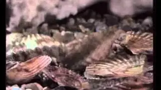 Зоология: Двустворчатые моллюски