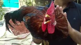 Its a miracle of islam hen says allah allah