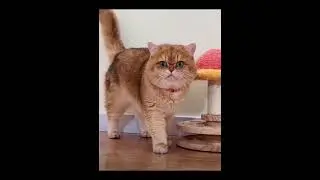 Lovely cat..I wonder what she is saying?