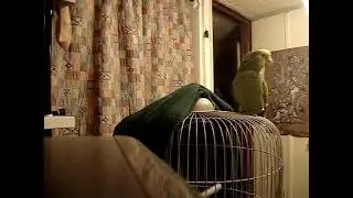UNA CANTADITA ANTES DE DORMIR | Loro Kankan