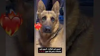 my heart my life my darling my love my life my heart my love my life dog سگ dog my love dog سگ amar