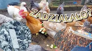 Fotowoltaika dla kurnika z kur wielu cz. 2 #kury #jajka #kogut #jaja #kurczak