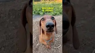 DESCUBRO un TESORO!🏆🍅 #perrosalchicha #dachshund #teckel #mascotas #humor #perros