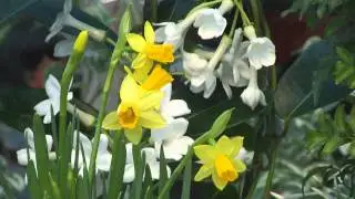 In The Garden - Fragrant Houseplants
