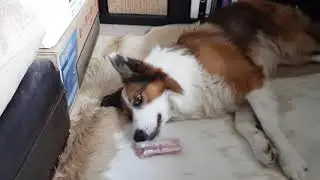 Doggo and bone