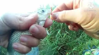Мормышинг карась