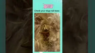 Regular Dog Grooming