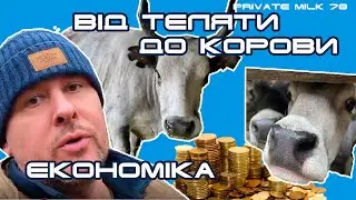 Economics of raising a heifer. From calf to cow. Pairing heifers | Private Milk | Travetsky