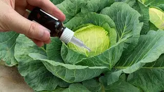 ДЕЛАЙТЕ ТАК МОШКИ НА КАПУСТЕ НЕ БУДЕТ НИКОГДА!